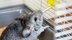 Cât de multă băutură de apă chinchilla, de ce refuză apa